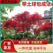 一件代发四季日本红枫树苗红舞姬庭院彩叶风景树美国红多季红枫树