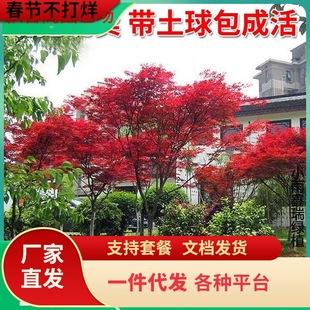 һ�����l�ļ��ձ��t������t�輧ͥԺ���~�L���������t�༾�t����