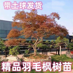 ������ë������ͥԺֲ���ձ��t����t�G��ë�������Ի���ͥԺ�e��