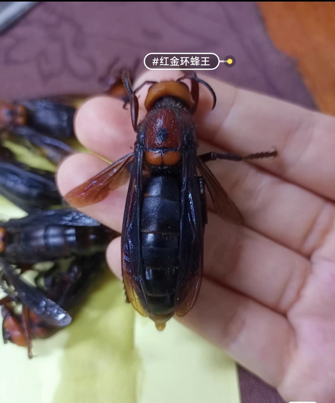 ✅ Large Hornet, Wasp, Golden Ring Wasp A1, Unprocessed Insect Specimen in Frame for Life Science Research ✅ Large Hornet, Wasp, Golden Ring Wasp A1, Unprocessed Insect Specimen in Frame for Life Science Research