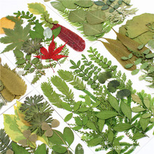 绿叶材料包组合包 真树叶标本贴花 真花材料包 花瓣妆 拍摄道具