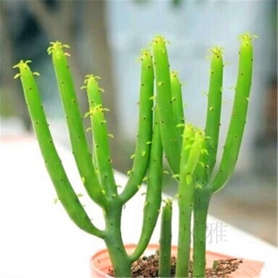 Money Tree, Succulent Plant, Bachelor Tree, Radiation-Proof Succulent Plant Without Flower Pot, Indoor Green Plant Bonsai