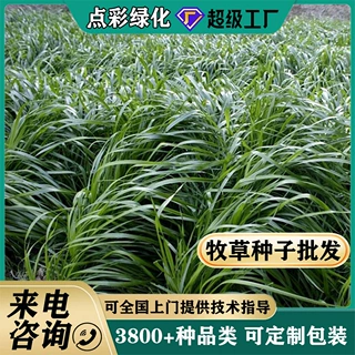 批发多种牧草种子多年生黑麦草紫花苜蓿草种四季养殖畜牧养殖草籽