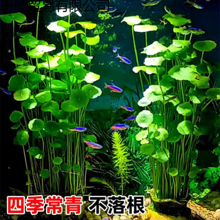 ���~�~�Xˮ��ֲ����~���B���X�~���쾰ˮ����ˮ�|