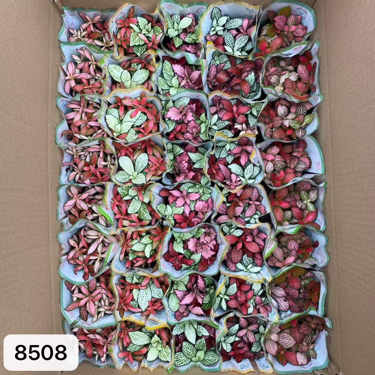 8508  小箱網紋草混裝40盆