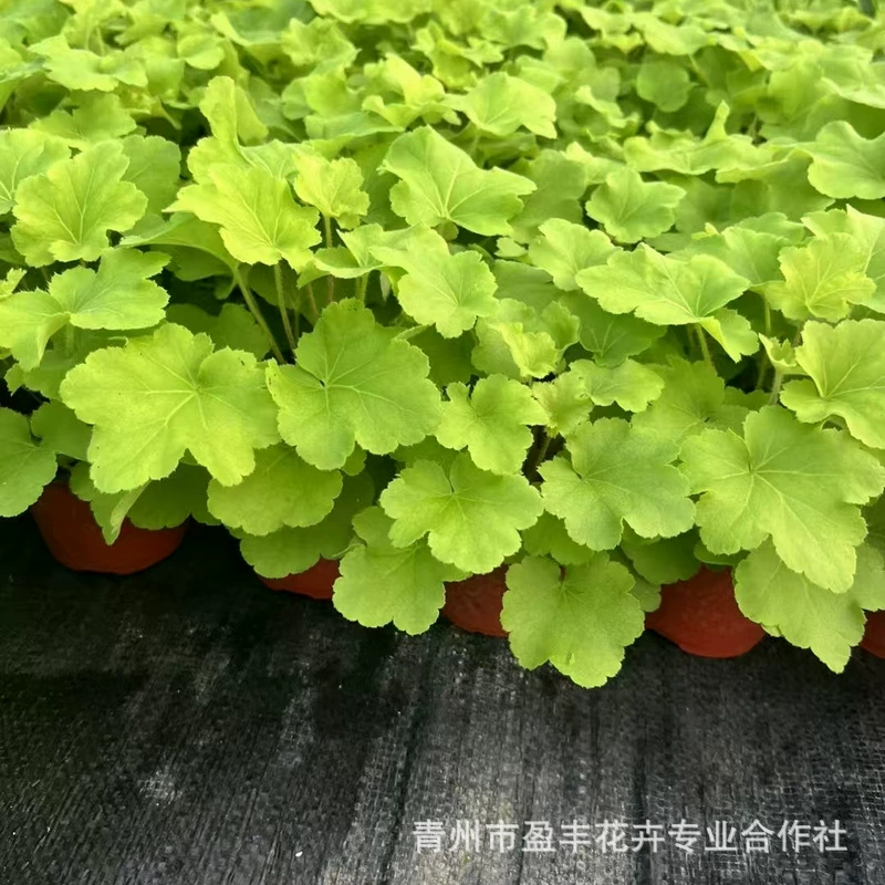 Растение с корнем алюминия в горшке, большая комбинированная упаковка для рассады, комнатные морозостойкие четырехсезонные дворовые балконные листья, рассада, цветы и зеленые растения