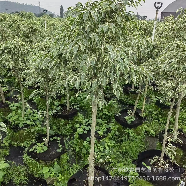Starlight Фикус Листва растений озеленение завод большой мешок рассады леденец формы изгороди очистка воздуха база прямых продаж