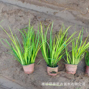 Perennial Evergreen Plant Golden Leaf Acorus Garden Flower Border Plant Engineering Seedlings Flower Bed Aquatic Plants