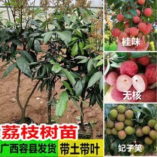 Grafted Lychee Fruit Saplings Feizixiao Gui Flavor Seedless Lychee Saplings Guangxi Lychee Fruit Saplings Shipped with Soil and Leaves