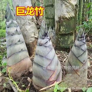 ���;��������N��ʳ����S�N���ļ�ͥԺ����Nֲ���������ӷN��