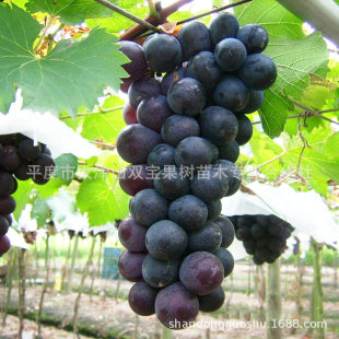 ɫ | ϷNֲ ɽ|ƽȴɽјl