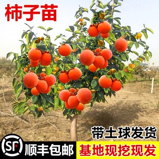 ��������O��ˮ���������޽����Ә������箔��Y���Ϸ����ش�