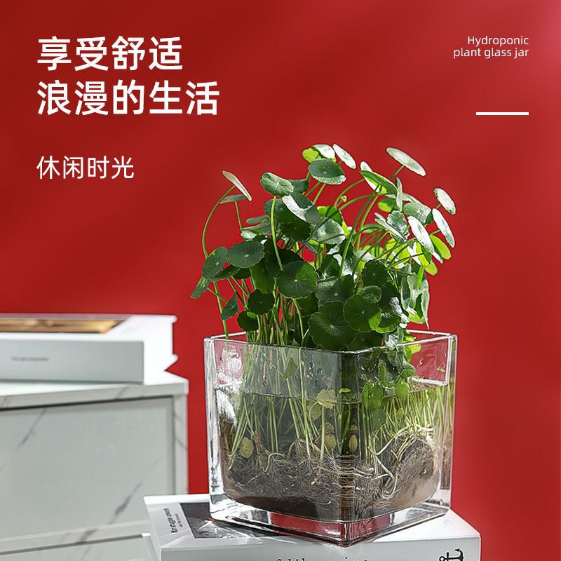 水培郁金香花盆正方形玻璃花瓶透明绿萝水养植物乌龟方缸摆件插花|undefined