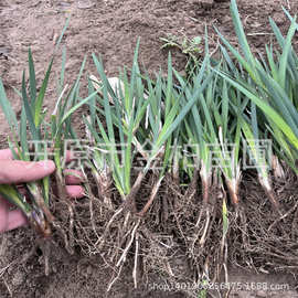 马兰花批发马莲盆栽杯苗小区私家庭院耐寒多年生宿根花卉马蔺花苗