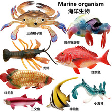 跨境仿真实心海洋动物模型神仙鱼寄居蟹红龙鱼龙虾启蒙教具摆件