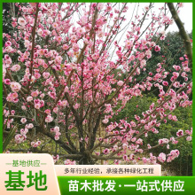 基地销售庭院街道绿化工程花苗红梅树苗 耐寒榆叶梅美人苗圃批发