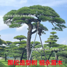黑松树苗白芽松荒山造景绿化黑松盆景宝塔松四季常青黑松造型树