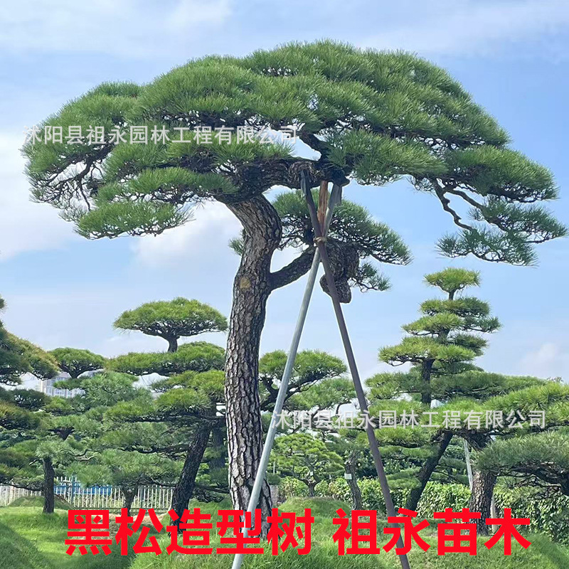 黑松树苗白芽松荒山造景绿化黑松盆景宝塔松四季常青黑松造型树