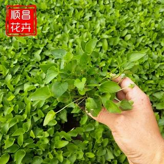 宿根花卉紫花地丁 杯苗花带花卉批发 庭院公园紫色花海绿化