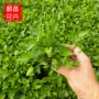 公园花海绿化庭院花卉