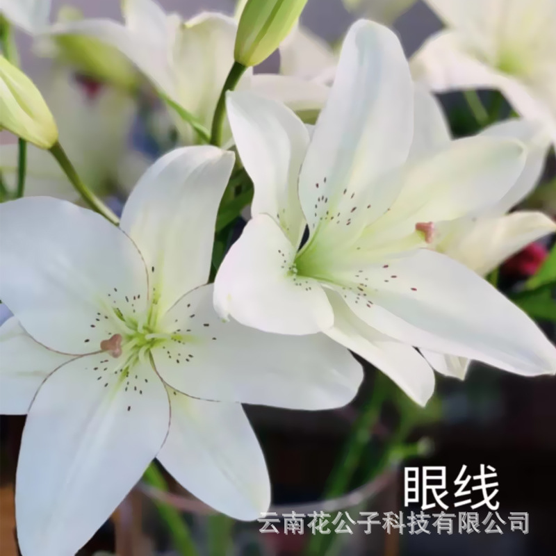 亚百合云南昆明鲜花亚百眼线铁炮百合鲜花斗南基地批发无香