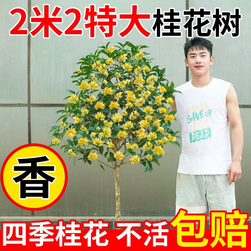 Дерево османтуса, большое дерево, саженец османтуса круглый год, золотой османтус круглый год, османтус в горшке, дворовое ландшафтное дерево, растение, дерево, ландшафтное дерево