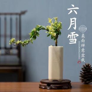 Bonsai with Golden Edges and June Snow Shape, Cliff Root-Raised Potted Plant for Office Interior and Exterior Desktop, Easy to Care for and Blooms Well