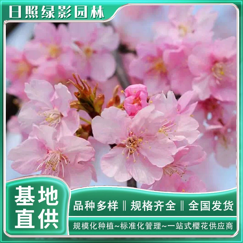 Тенденция цен на саженцы сакуры Хэджин в Шаньдуне, база разведения саженцев сакуры Хэджин