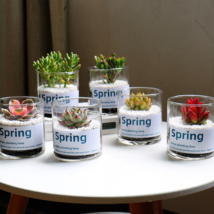 ����M�����԰��ֶY����ֲ������DIY����ƿ���躬��С���ԾGֲ
