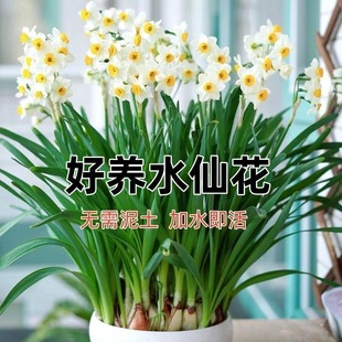 Narcissus Bulbs Indoor and Outdoor Bulbs Water Culture Zhangzhou Hydroponic Plants Potted Domestic Flowers Autumn and Winter Flowers