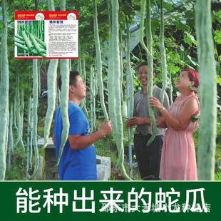 �߶��߲˷N���߶��߹ϷN�Ӵ������ļ����N�����^�pʳ���߶��ǷN��