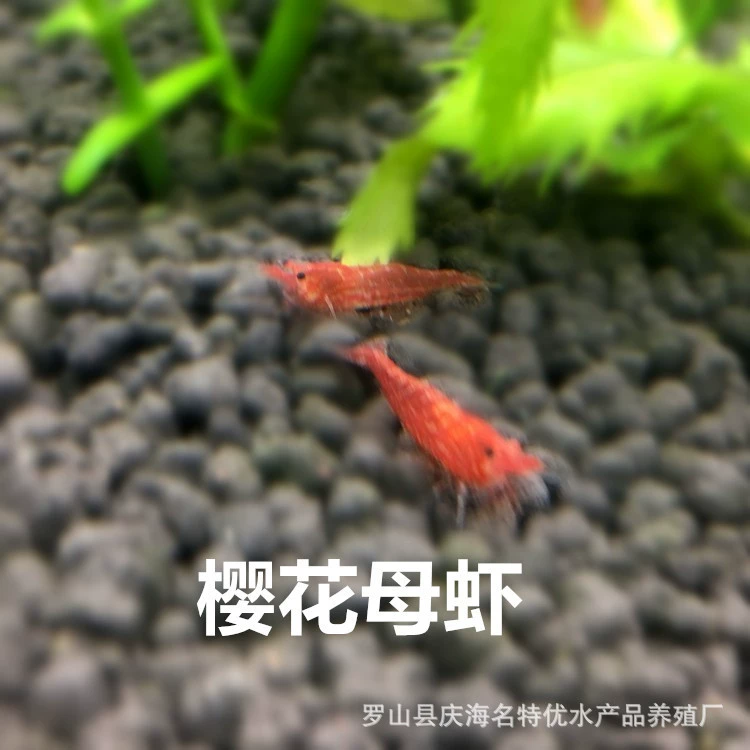 Сакура Женская Креветка Живые Креветки Домашнее животное Креветки Маленькие Креветки Отправить посылку Собственная рыболовная площадка Оптовая