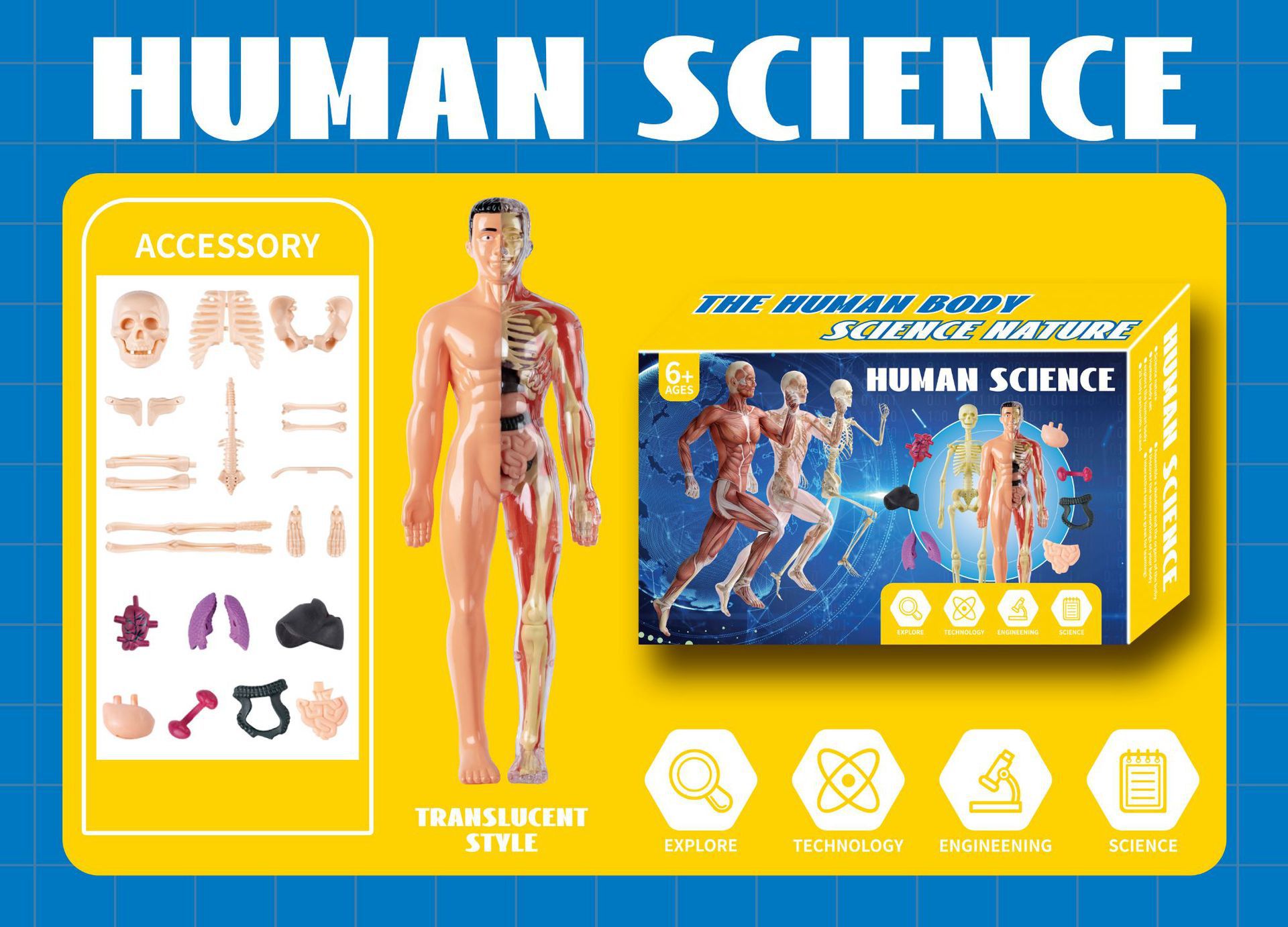 Translucent mannequin (color box)