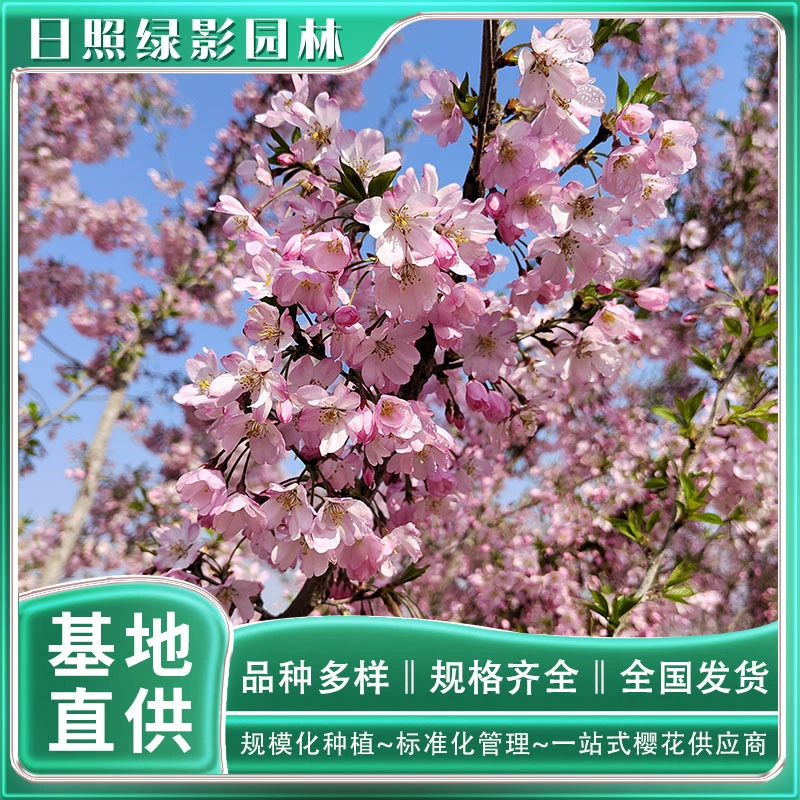 9 см Сычуань Сакура Выращивание и посадка базы Зеленая тень сад Сычуань Сакура Посадка
