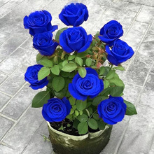 蓝色云南老桩直发玫瑰花开花老根妖姬四季特大花室内月季花苗盆栽