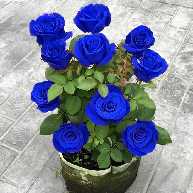 蓝色云南老桩直发玫瑰花开花老根妖姬四季特大花室内月季花苗盆栽