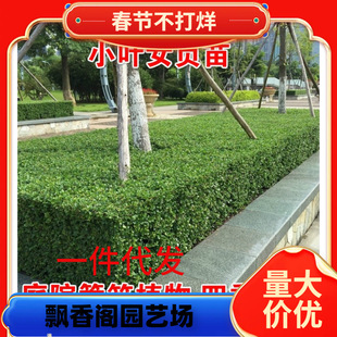 С�~Ůؑ���~Ůؑ�t�~ʯ骶��ೣ�Gֲ��ͥԺ�G�h�����h�ʾG������