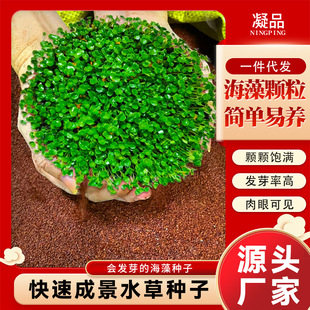 Cross-Border Aquarium Sprouting Seaweed Particles Large Seeds Small Seeds Seaweed Mask Aquatic Plant Potted Plants