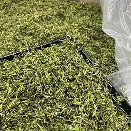 吟诗手工安吉白茶2025年新茶A58高山小芽头卷形绿春茶浓香送长辈