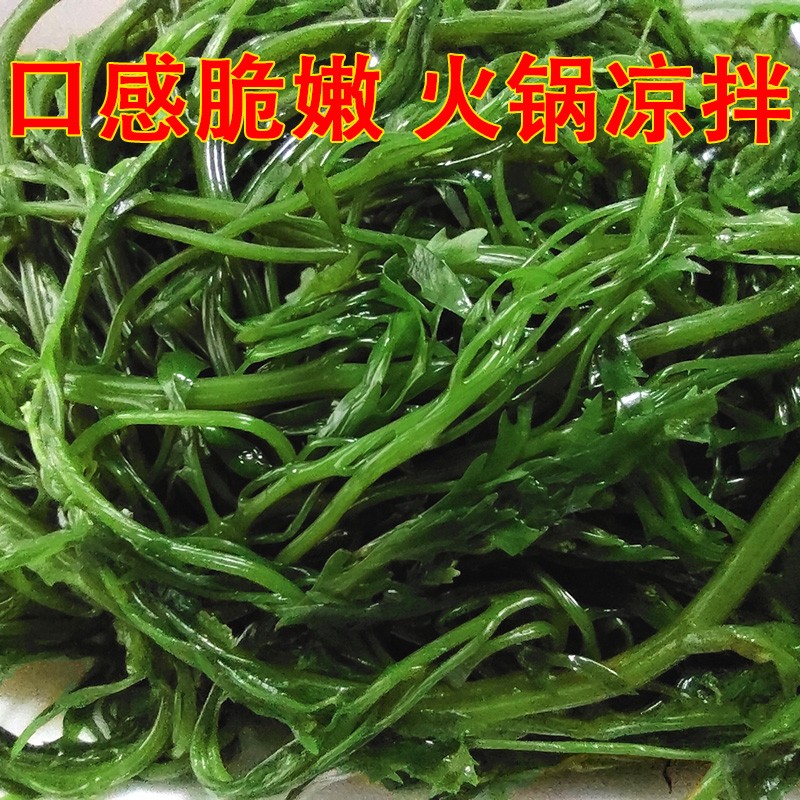 马尾藻新鲜海藻羊栖菜火锅海苣藻海草火炮菜长寿菜荣成盐渍鞭炮笋