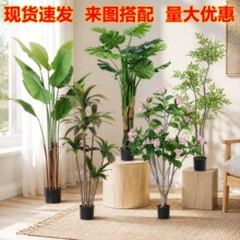 �����������ϙ��150-160cm�҃ȴ��ͷ���Gֲ�̈�ܛ�b�쾰�����