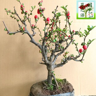 �L�۹ں������ԏ�ɫ���Ļ��������l؛�ļ��_���ͺ��҃��⻨�ܾGֲ