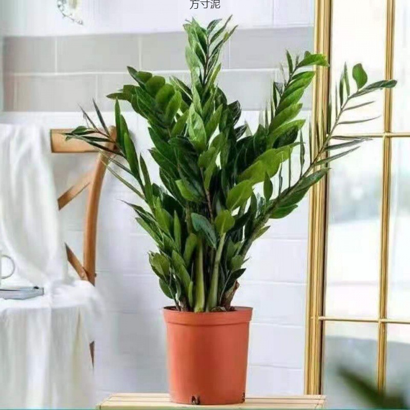 Money Tree Office Living Room Potted Tall Plant Indoor Flower Living Room Large Potted Green Plant Money String Tree