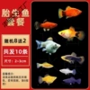 Multi-color viviparous fish 8 get 2 free