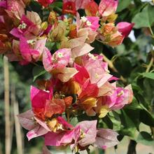 ��÷�@ ϡ��Ʒ�N-����÷����Ʒ�N��ȫ�������׿˶�ȿڼt���_�ȱ�