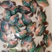 泰国纯种罗汉鱼苗爆头起头高批发价热带鱼观赏鱼好养耐活灵性鱼