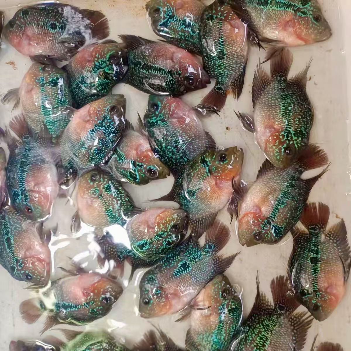 泰国纯种罗汉鱼苗爆头起头高批发价热带鱼观赏鱼好养耐活灵性鱼