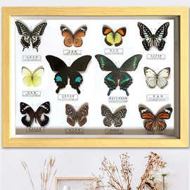 4A9O真蝴蝶标本16寸12蝶相框工艺挂装饰简约现代墙画昆虫科普教学