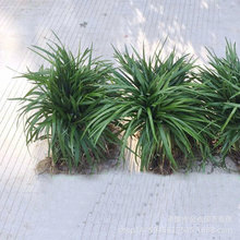 ���l���� �m������ �S�����˽� ���~���˽� ˮ��ֲ�����l