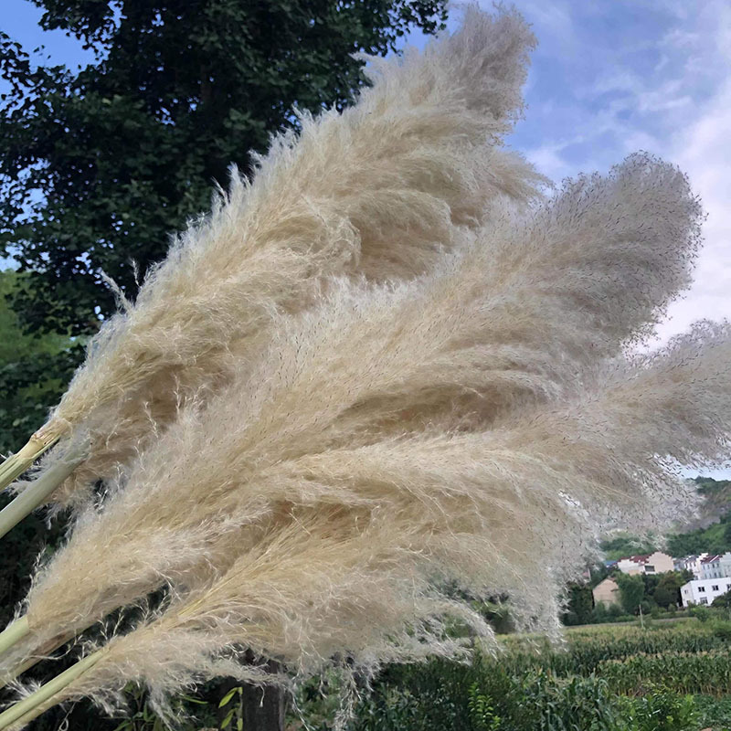 Dried Reed Flowers, Large Reeds and Pampas Grass, Decorative Wedding Landscaping, Amazon Pampas Grass, Cross-Border Natural Small Reeds